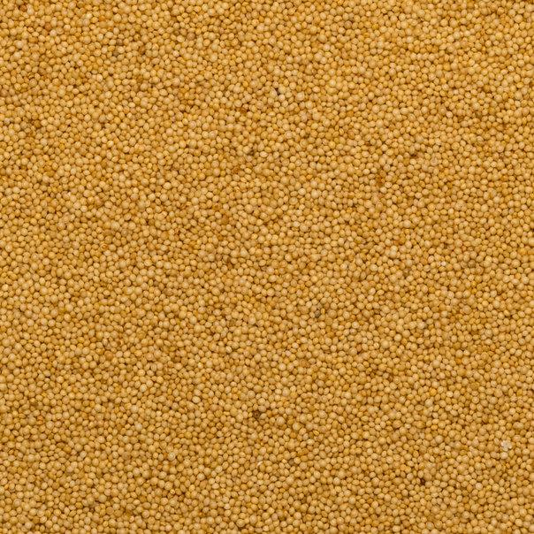 Organic Amaranth Seed