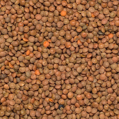 Organic Brown Lentil
