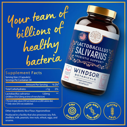 WINDSOR BOTANICALS Lactobacillus Salivarius Probiotic Capsules – 24bn CFU, 2-Pack, 120 Caps | Oral Health & Immune Support