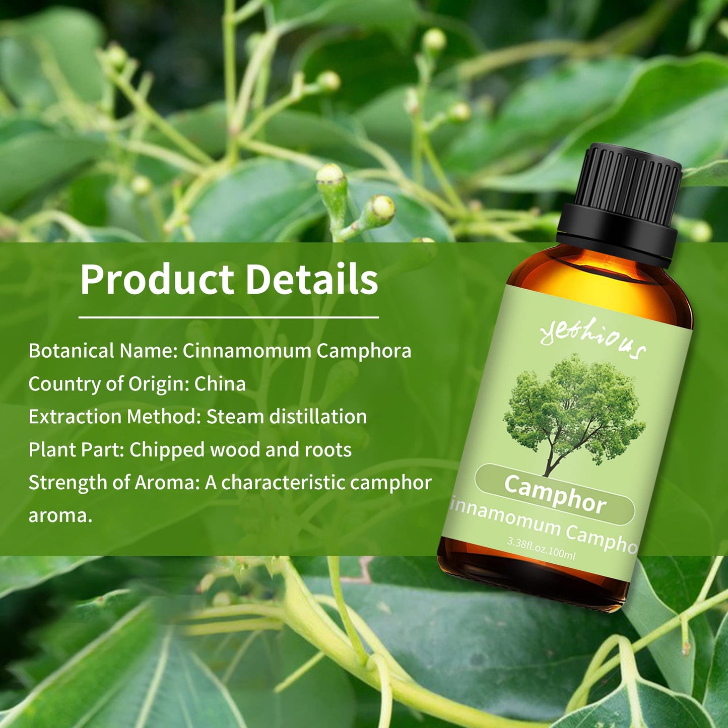 yethious Camphor Essential Oil 100ML – Diffuser, Aromatherapy, Massage & DIY Fragrance