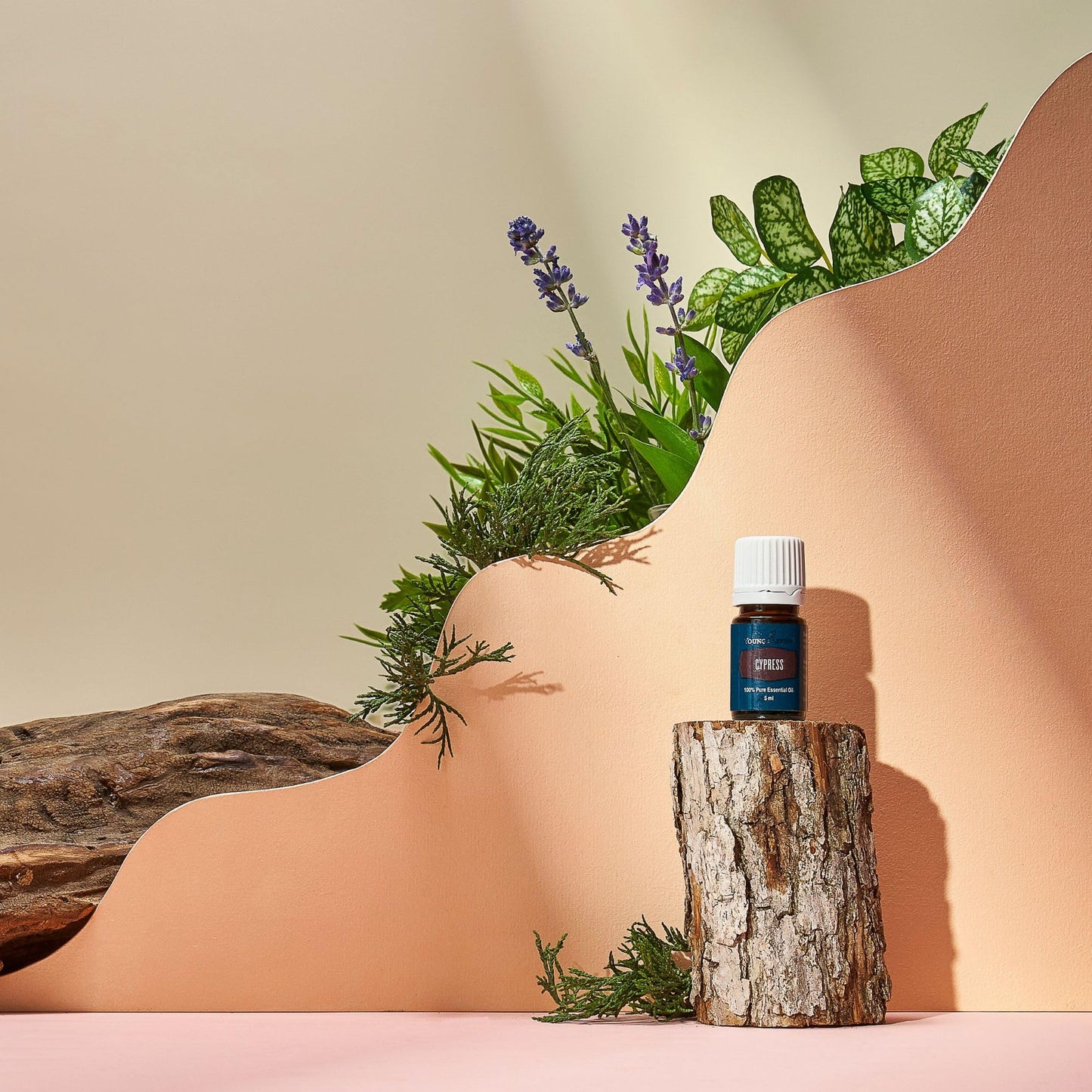Young Living Cypress Essential Oil 5 ml | Hair Skin Scalp Support & Grounding Aromatherapy