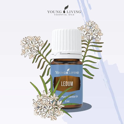 Young Living Ledum Premium Essential Oil 5ml – Meditation & Sacred Diffuser