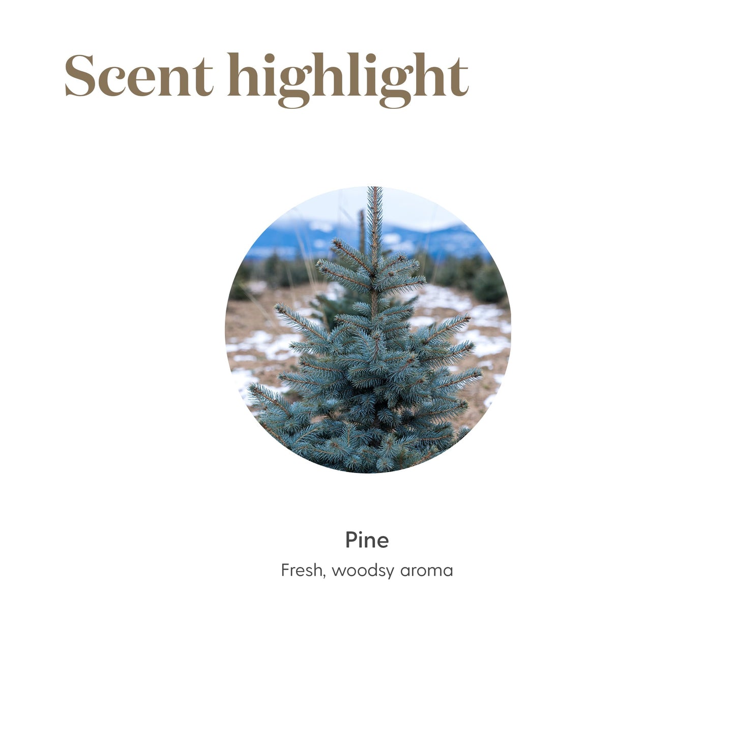 Young Living Pine Essential Oil 5ml – Pure Pine for Diffusers