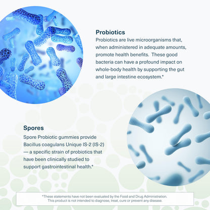 Youtheory Spore Probiotic – Vegan Gut Support, Bacillus Coagulans | 60 Gummies