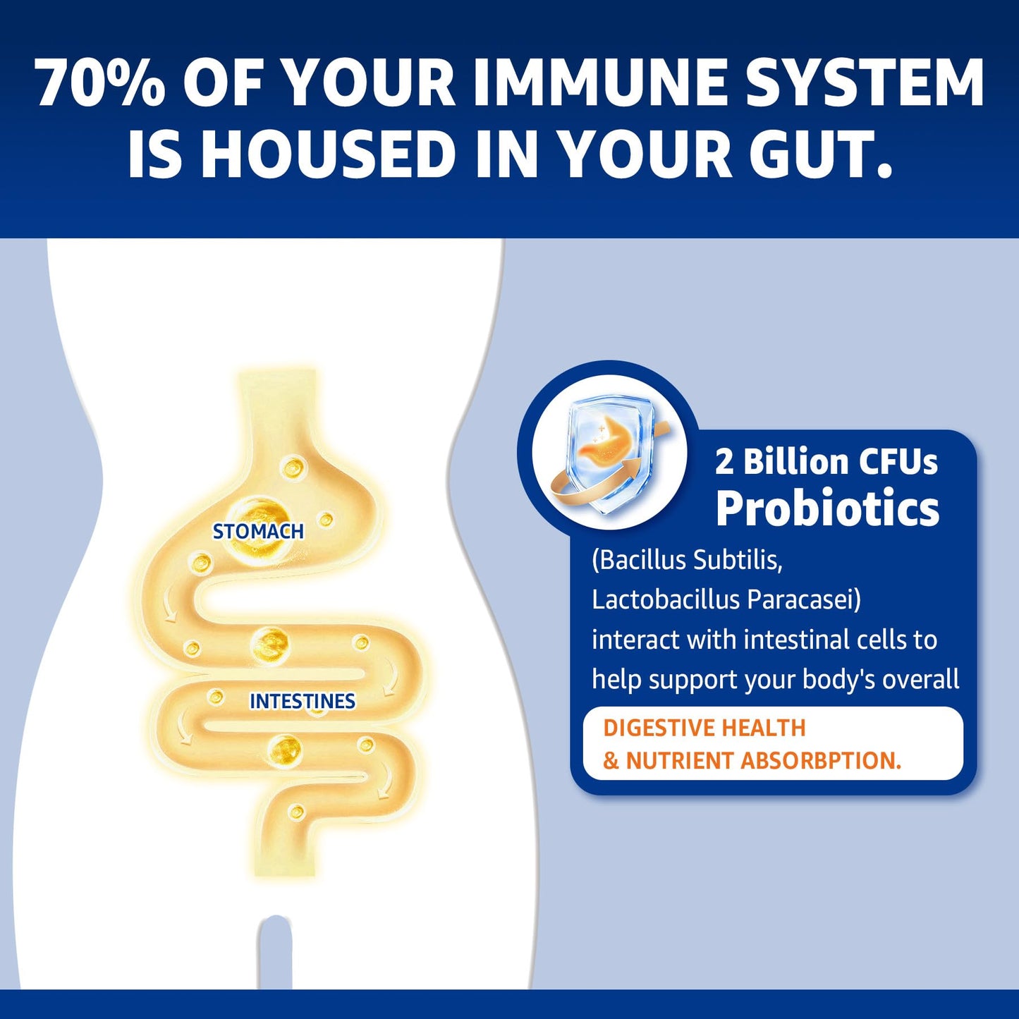 Zinc Gummies with Copper + Probiotics, Vitamin B6 for Max Absorption – Vegan, Non-GMO, 60 Cts